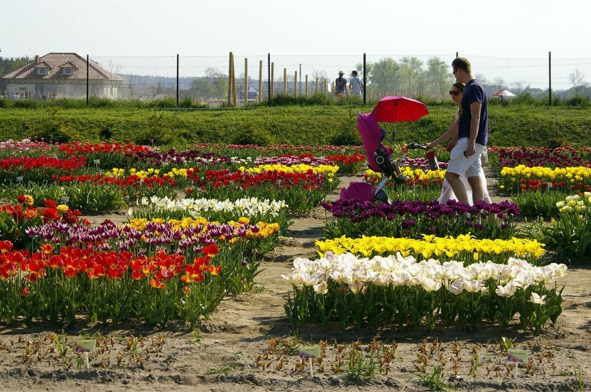 Międzynarodowe targi tulipanów w Chrzypsku Wielkim - 1 maja