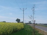 W gminie Szczaniec, przy drodze, posadzono lipy... pod liniami energetycznymi. "Czy to jest normalne?" - pyta radny