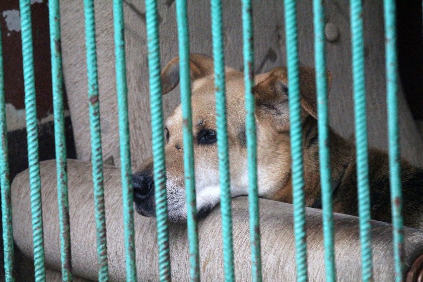 Legnica: Te psy czekają na adopcję w schronisku [ZDJĘCIA]