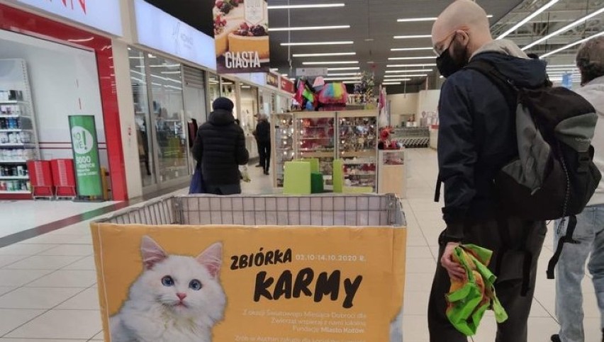 Zbiórka dla kociaków z Fundacji Miasto Kotów w markecie...