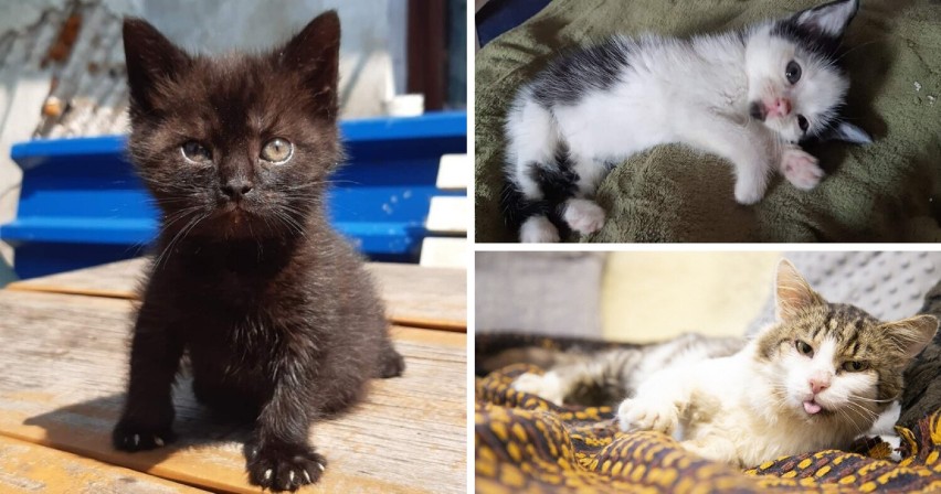 Piękne kotki do adopcji w schronisku w Sosnowcu. Te słodziaki szukają domu. Poznajcie je!