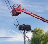 Zaplątany w siatkę bocian uratowany przez druhów z OSP 