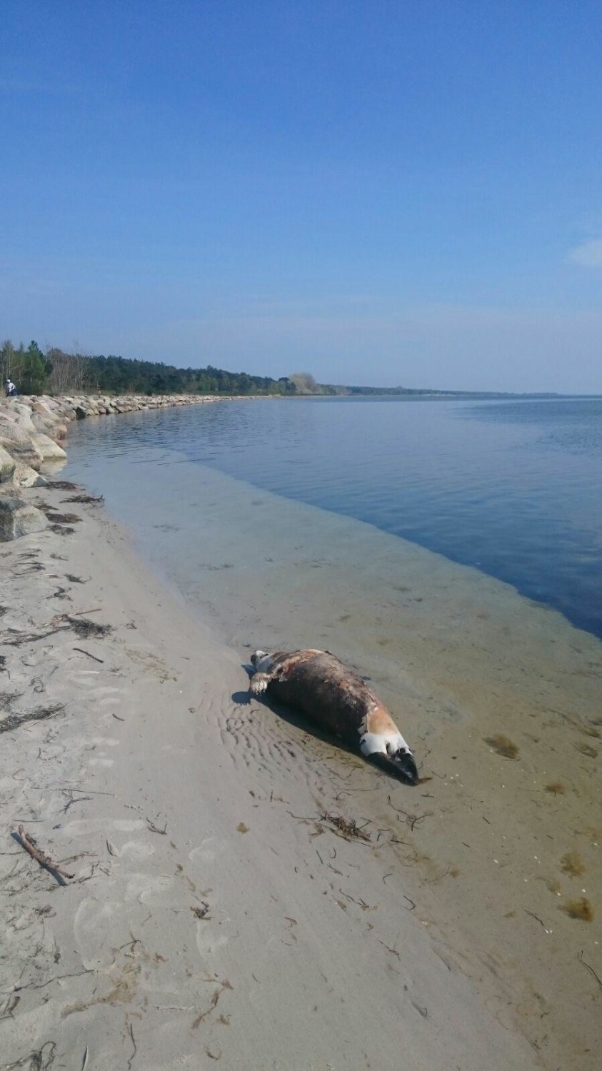 Martwa foka na plaży w Kuźnicy. Zatoka Pucka wyrzuciła na piasek ciało morskiego ssaka. Był chory?