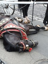 Kraków. Koń ciągnący dorożkę przewrócił się na ul. Grodzkiej. Sprawę wyjaśnia policja [ZDJĘCIA]