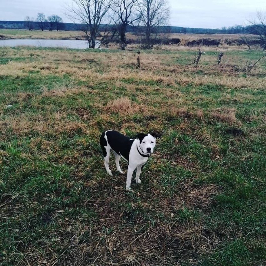 Psy z Krosna Odrzańskiego, Gubina i okolic mają dziś swoje...