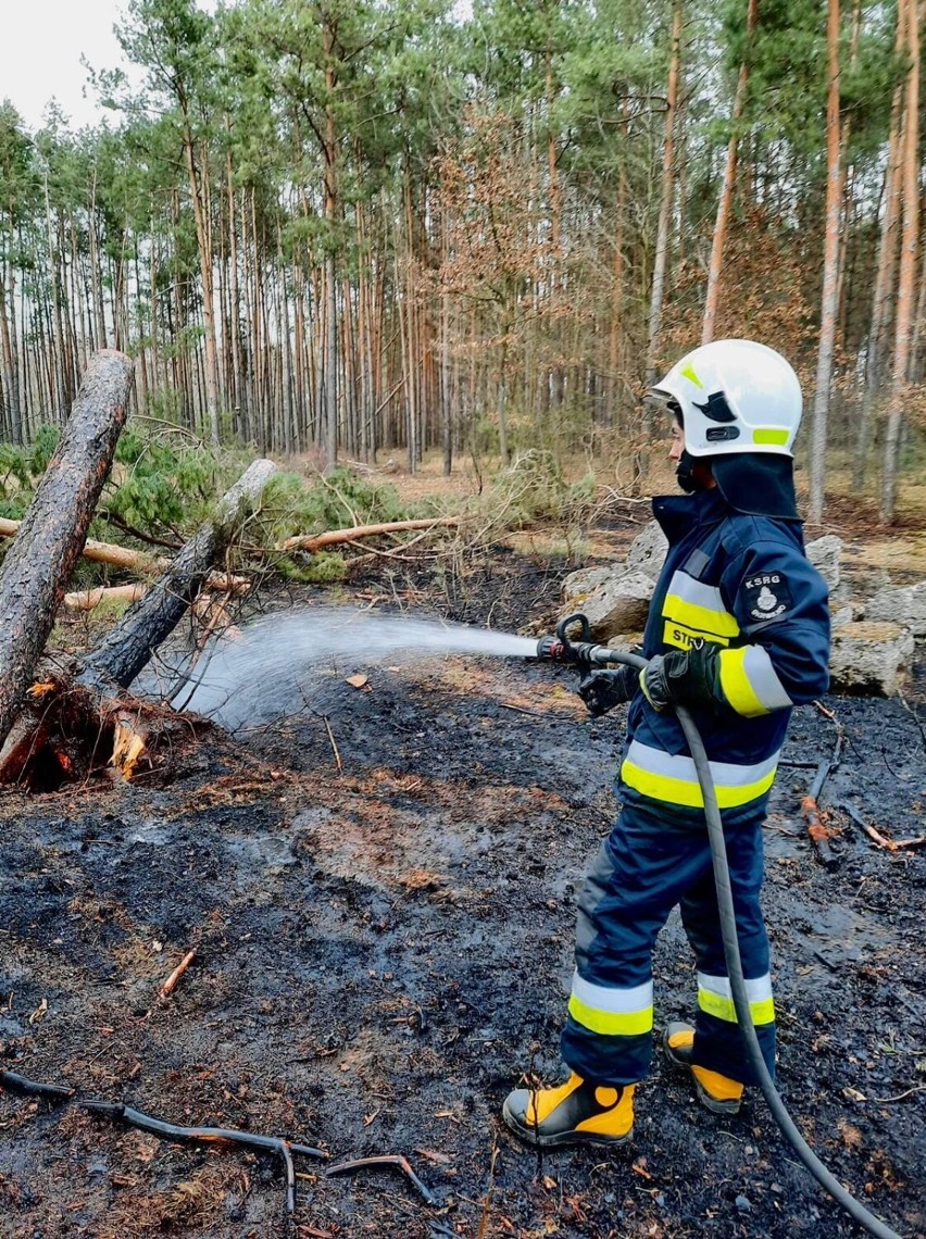 Pożar lasu w Skudzawach koło Rypina. Z ogniem walczyli strażacy z niemal całego powiatu [05.04.22, zdjęcia]