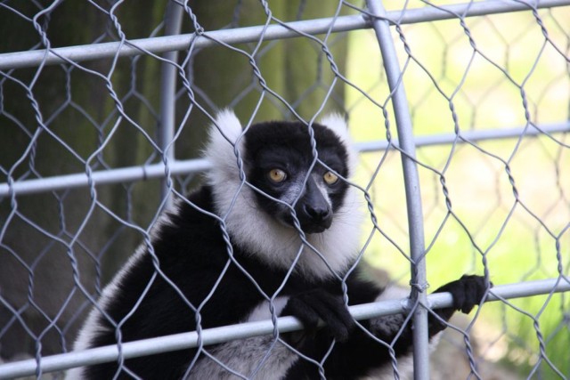 ZOO w Chorzowie [cennik, godziny otwarcia, adres, telefon]