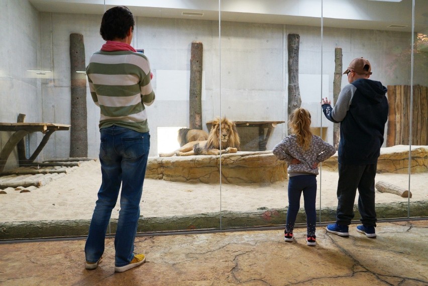 Tylko w niedzielę (08.05) opolski ogród zoologiczny...