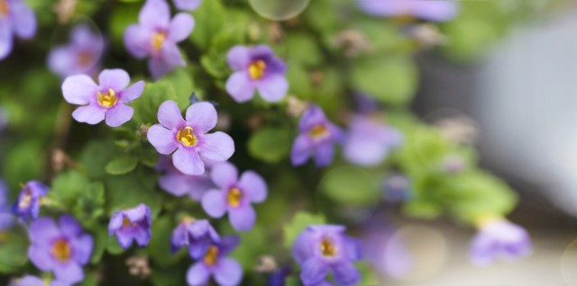 Bakopa to ładna roślina, która tworzy mnóstwo drobnych kwiatów.