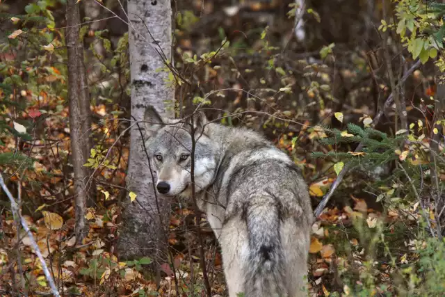Jesienią wilki nie zabijają z głodu, lecz dla nauki - uczą młode, jak sobie radzić na łowach