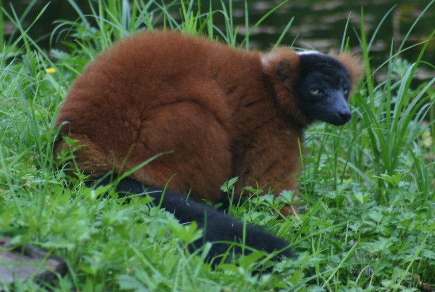 Lemur

Najstarszy osobnik w zoo ma ponad 30 lat.
W niewoli...