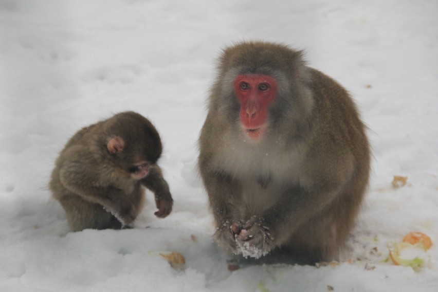 9-miesięczna samiczka makaka japońskiego pierwszy raz w...
