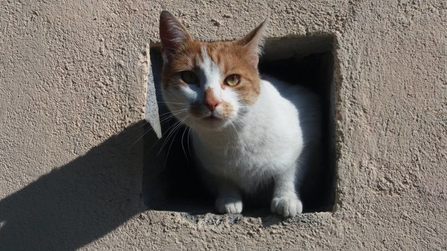 Koty wolno żyjące nie pozostaną bez pomocy. Miasto ma zapewnić im opiekę i schronienie