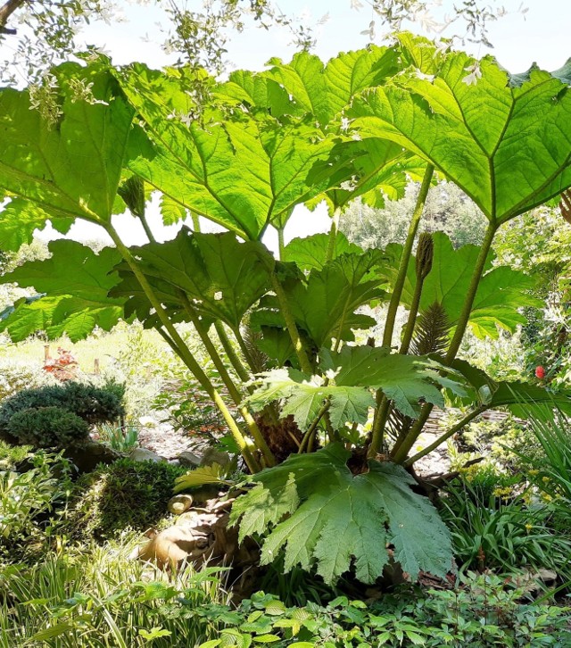 Gunnera to prawdziwy olbrzym. Dzieci urządzają sobie pod nią kryjówki