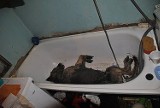 Mysłowice: bestialsko utopił psa w wannie