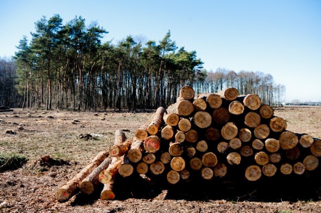 W Modliszewku wycięto niespełna 50 ha lasu!