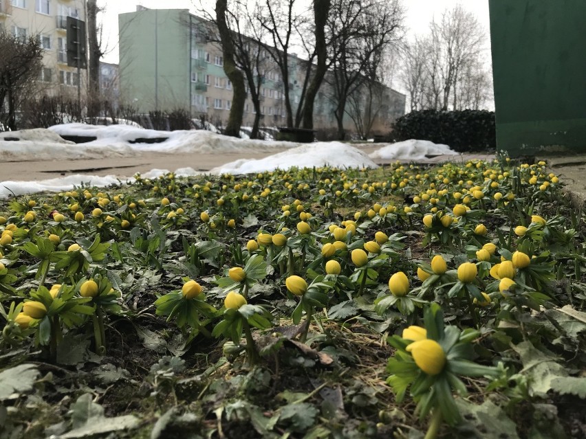 Rannik zimowy należy do rodziny jaskrowatych i pochodzi z...