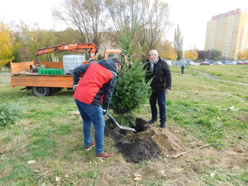 W Wałbrzychu zaczęli sadzenie drzew
