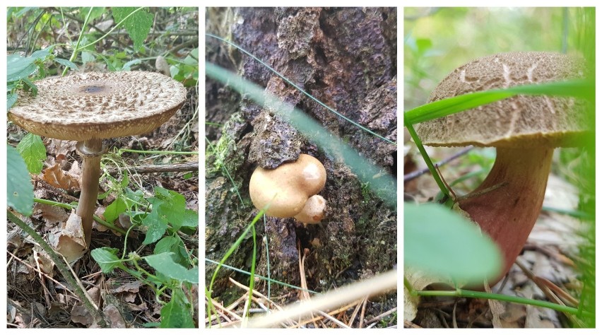 Grzybobranie w okolicy Szczecina. Mnóstwo grzybów w lasach w Dobrej pod Szczecinem. Zobaczcie okazy!  