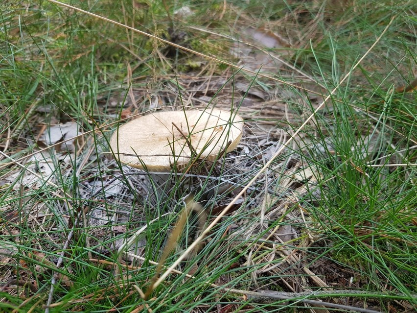 Grzybobranie w okolicy Szczecina. Mnóstwo grzybów w lasach w Dobrej pod Szczecinem. Zobaczcie okazy!  