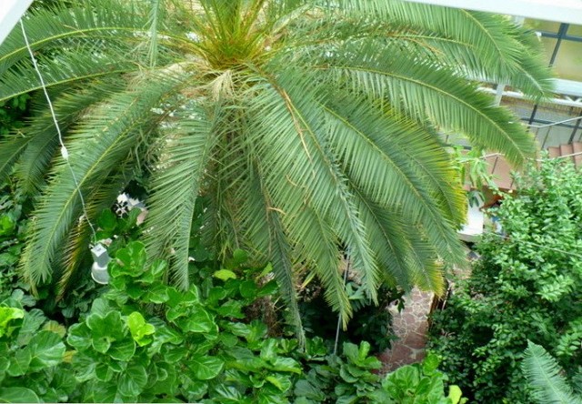 Król, daktyl kanaryjski, dla którego przebudowano palmiarnię (podniesiono wyżej dach).