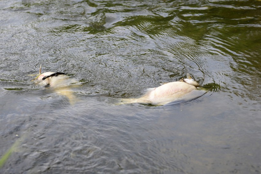 Od soboty oleśniczanie alarmowali o martwych rybach leżących...