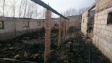800 świń spłonęło w pożarze chlewni w miejscowości Kronin