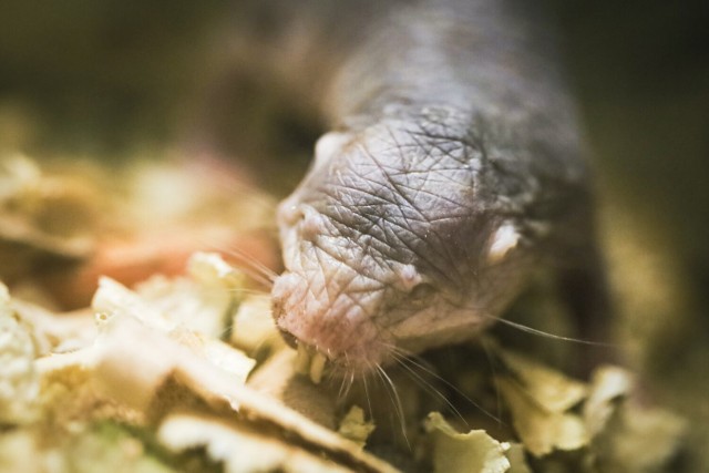 Niesamowite gryzonie, które cieszą oczy zwiedzających opolskie zoo, przyjechały tu z Drezna.  Dziewięć osobników możecie spotkać w budynku żyrafiarni.