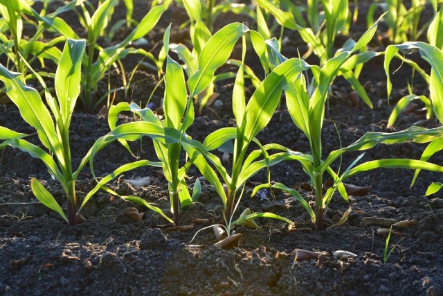 Badania glebowe są nieodłącznym elementem rolnictwa węglowego. Najlepiej wykonać je jesienią.