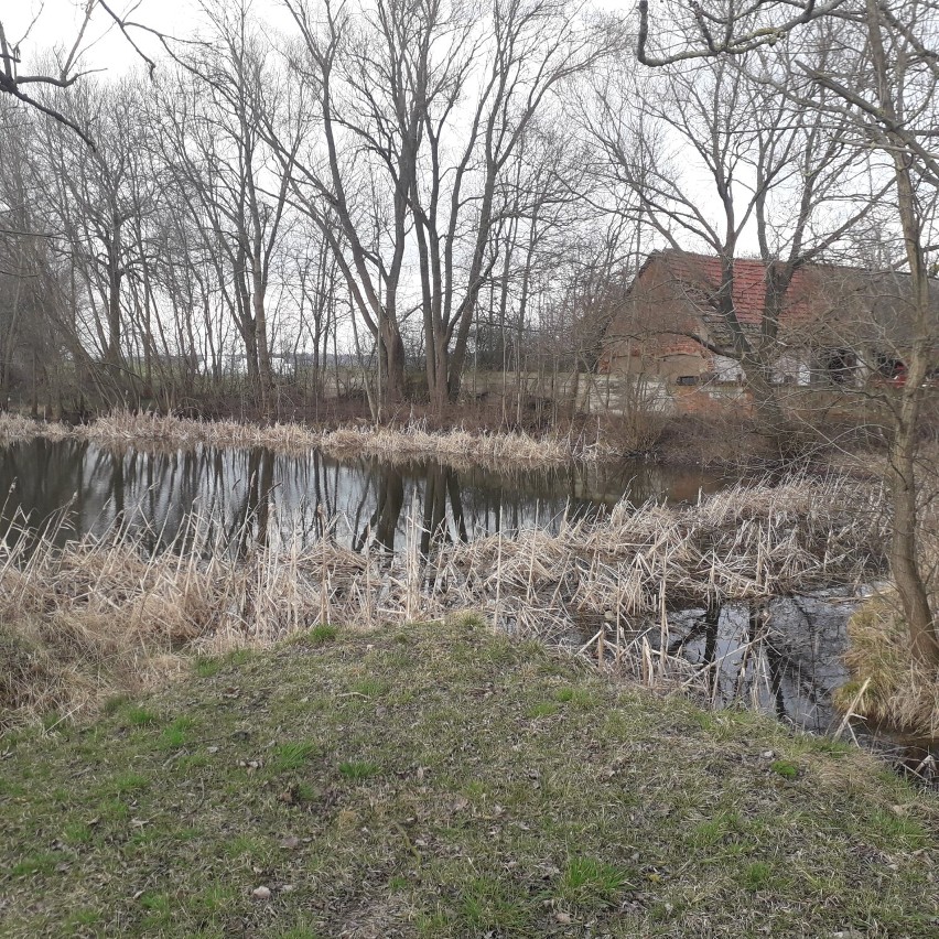 Gmina Kościan. Rewitalizacja stawów w Kurowie i Starym Luboszu