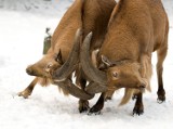 Krakowskie zoo zimą [ZDJĘCIA]