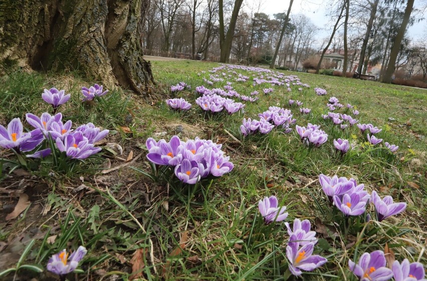 W Radomiu widać już pierwsze oznaki wiosny. Kwitną już...