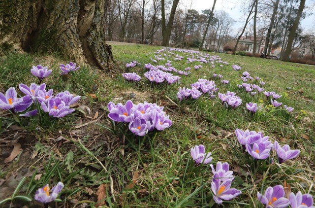 W Radomiu widać już pierwsze oznaki wiosny. Kwitną już pierwsze kwiaty, na krzewach pojawiły się zielone pączki. Nieśmiało zieleni się trawa, jest też coraz cieplej. Wiosnę już czuć w powietrzu.

Zobaczcie zdjęcie na kolejnych slajdach.