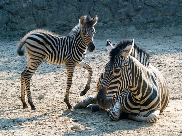 Młoda zebra bawiąca się pod okiem matki Lary