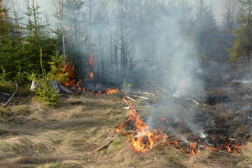 Pożar lasu w Czarnym Dunajcu. 5 ha zagajnika "poszło z dymem" [FOTO]