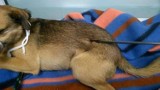 W Gdyni postrzelono psa z... łuku [zdjęcia]. Czworonóg wraca do zdrowia