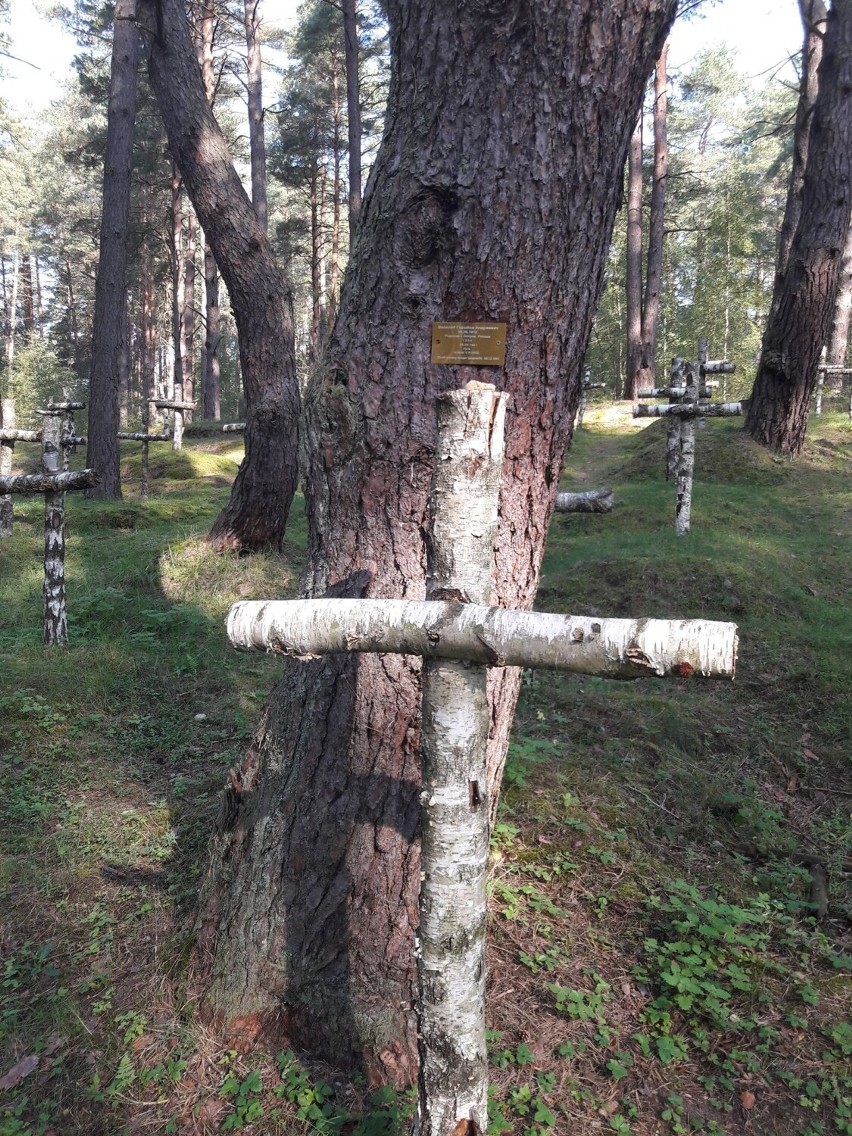 Brzozowe krzyże w miejscu masowych mogił obozu jenieckiego