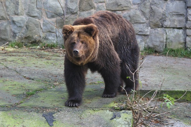 Niedźwiedź Brunatny 

W Polsce żyje ok. 100 sztuk
