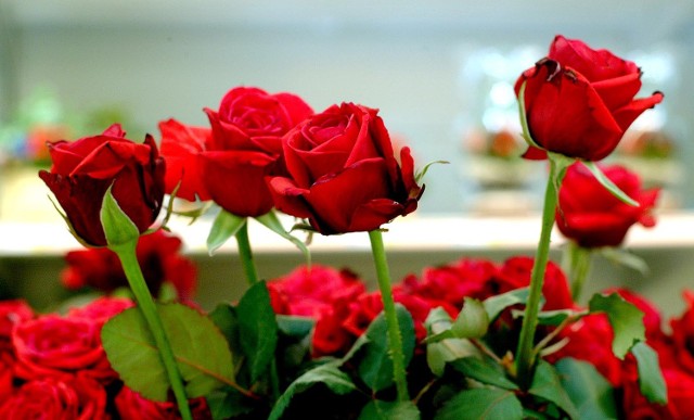 Ogród botaniczny w Powsinie: Zobacz najpiękniejsze odmiany róż