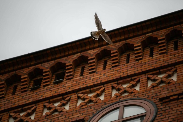 Pustułka nad budynkiem rektoratu Uniwersytetu Pomorskiego.