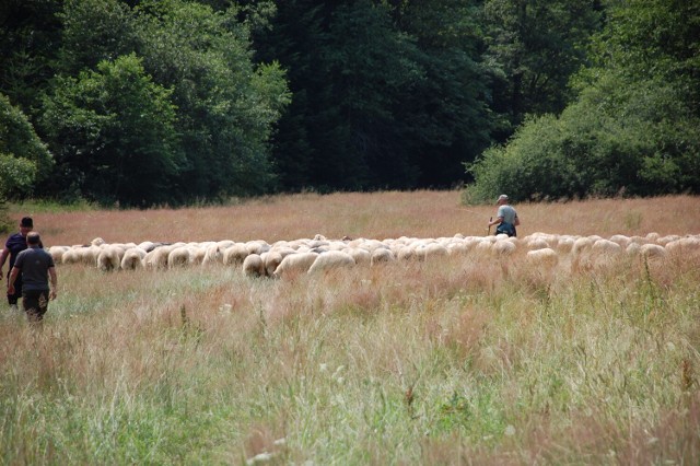 W Magurskim Parku Narodowym tereny nieleśne zajmują 696 hektarów. Latem na łąkach owce wypasają górale z Podhala
