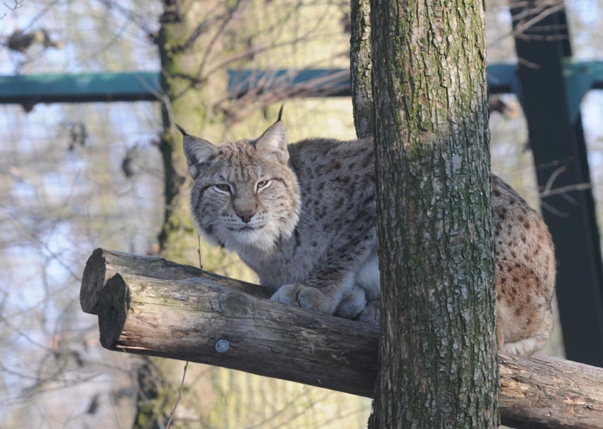 Nowym nabytkiem ogrodu zoologicznego jest także ryś.