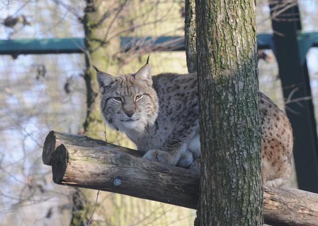 Nowym nabytkiem ogrodu zoologicznego jest także ryś.