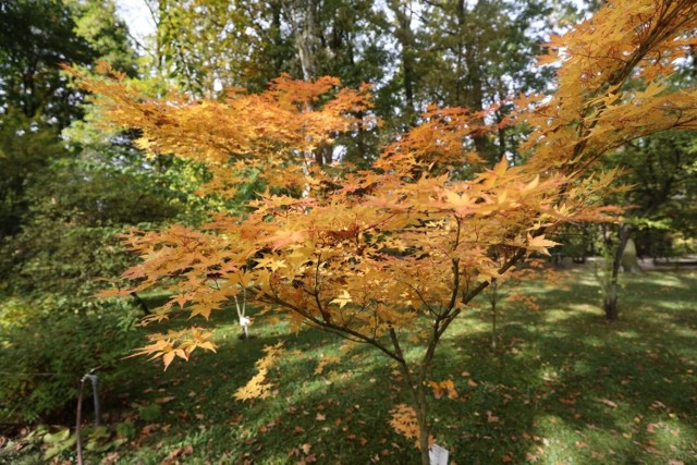 Miejski ogród botaniczny w Zabrzu jesienią