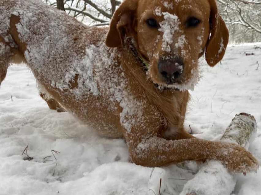 Wasze zwierzaki uwielbiają zabawy w śniegu