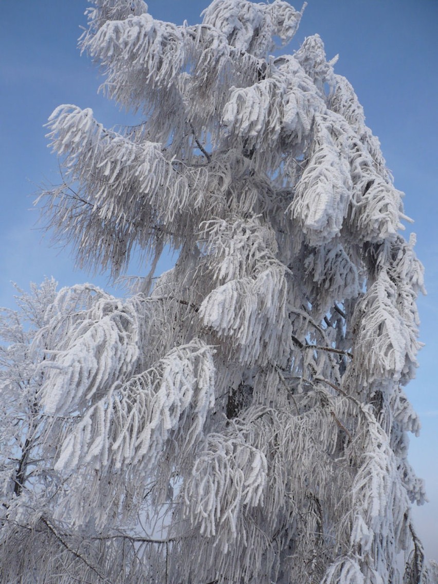 Fot. Bartłomiej Kowalewski