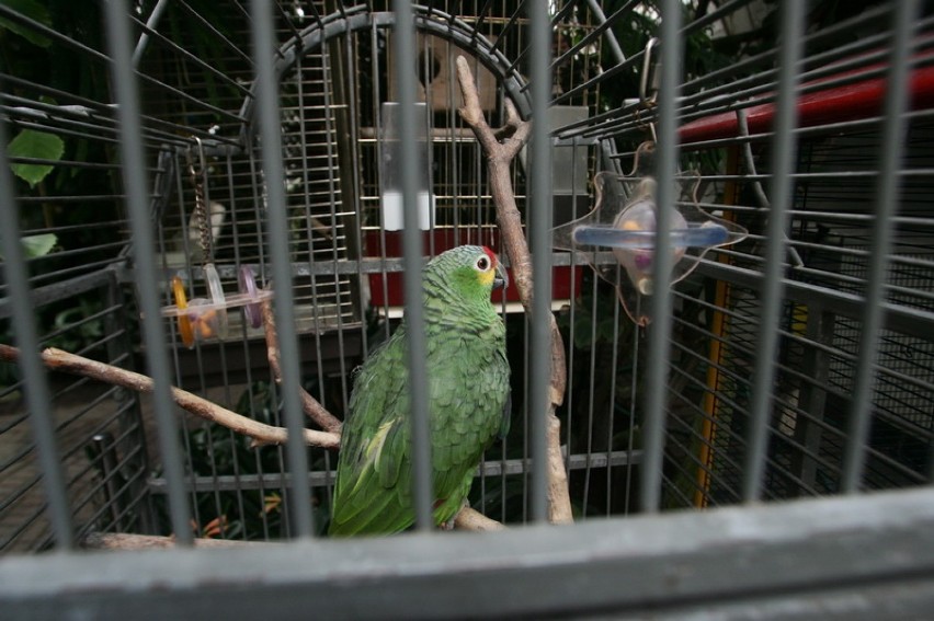 Gadająca papuga w Legnicy [ZDJĘCIA]