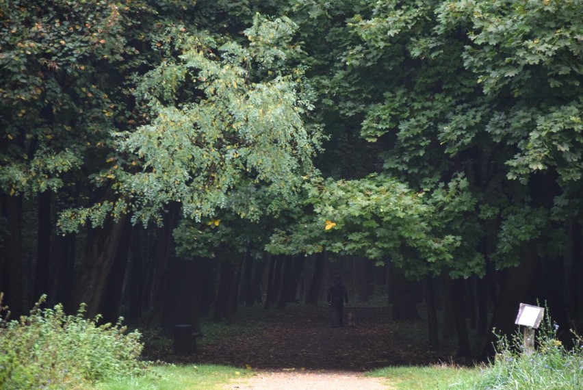 Lasek Aniołowski w jesiennym wydaniu. To miejsce z niezwykle ciekawą historią
