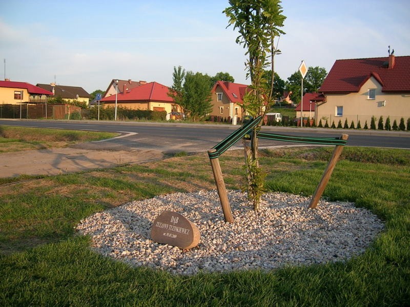 Jak w Bytomiu Odrzańskim uczą patriotyzmu lokalnego. Dęby w alei 900-lecia mają imiona