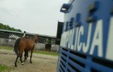 Lubań: Pijany jechał na koniu w centrum miasta